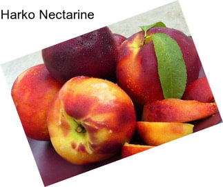 Harko Nectarine