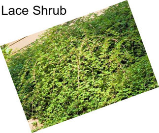 Lace Shrub