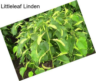 Littleleaf Linden