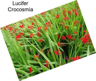 Lucifer Crocosmia