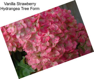 Vanilla Strawberry Hydrangea Tree Form