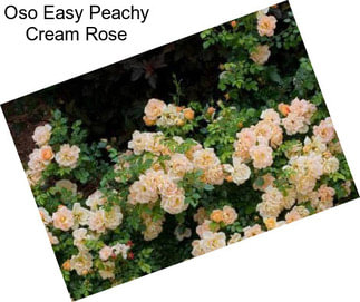 Oso Easy Peachy Cream Rose