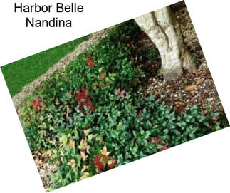 Harbor Belle Nandina