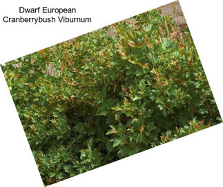 Dwarf European Cranberrybush Viburnum