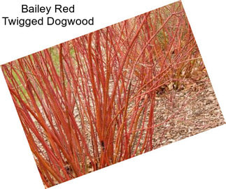 Bailey Red Twigged Dogwood