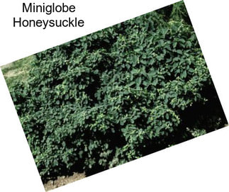 Miniglobe Honeysuckle