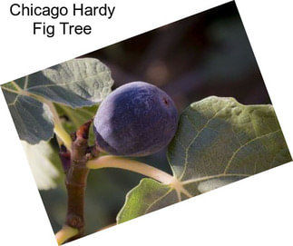 Chicago Hardy Fig Tree