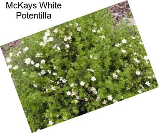 McKays White Potentilla