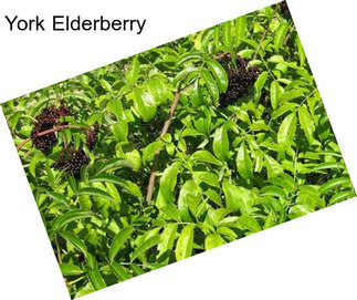 York Elderberry