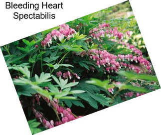 Bleeding Heart Spectabilis