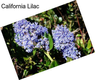 California Lilac