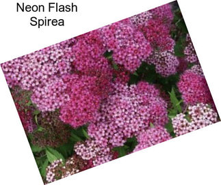 Neon Flash Spirea