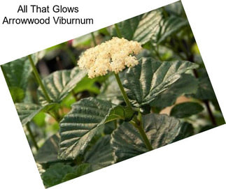 All That Glows Arrowwood Viburnum