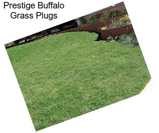 Prestige Buffalo Grass Plugs