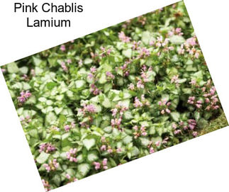 Pink Chablis Lamium