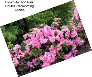 Bloom-A-Thon Pink Double Reblooming Azalea