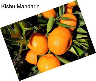 Kishu Mandarin