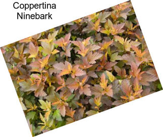 Coppertina Ninebark