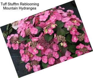 Tuff Stufftm Reblooming Mountain Hydrangea