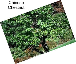 Chinese Chestnut