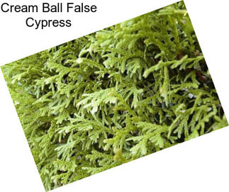 Cream Ball False Cypress