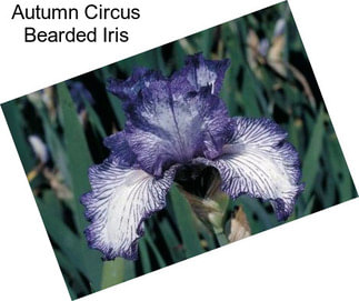 Autumn Circus Bearded Iris