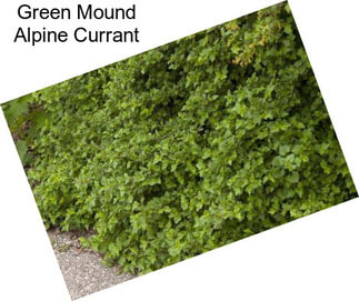 Green Mound Alpine Currant