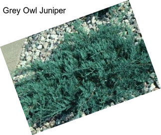 Grey Owl Juniper