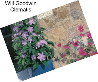 Will Goodwin Clematis