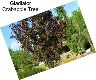 Gladiator Crabapple Tree