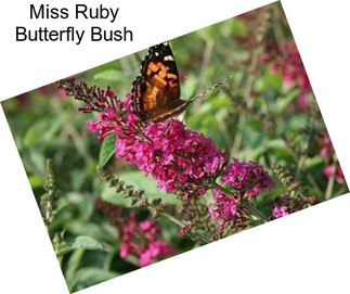 Miss Ruby Butterfly Bush