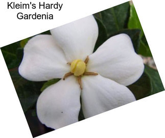 Kleim\'s Hardy Gardenia