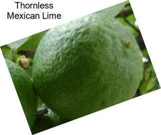 Thornless Mexican Lime