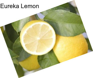 Eureka Lemon