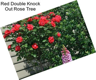 Red Double Knock Out Rose Tree