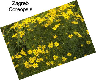 Zagreb Coreopsis