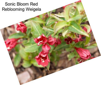 Sonic Bloom Red Reblooming Weigela