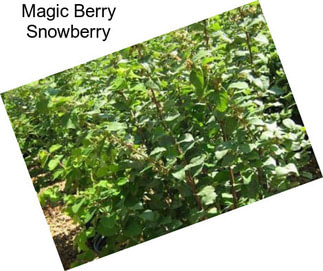 Magic Berry Snowberry