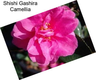 Shishi Gashira Camellia