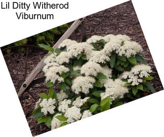 Lil Ditty Witherod Viburnum