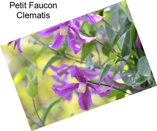 Petit Faucon Clematis