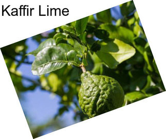 Kaffir Lime