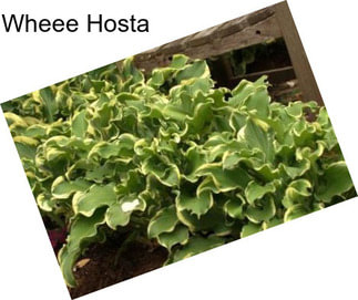 Wheee Hosta