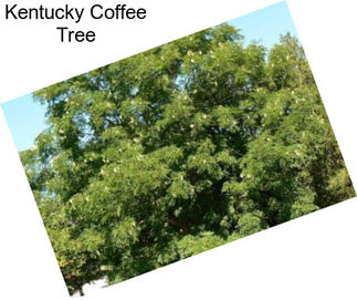 Kentucky Coffee Tree