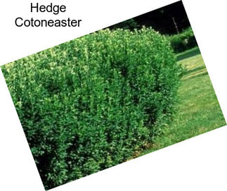 Hedge Cotoneaster