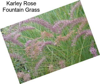 Karley Rose Fountain Grass