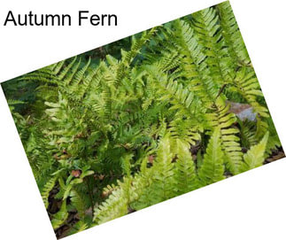 Autumn Fern