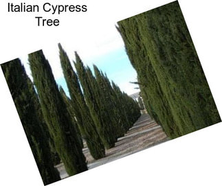 Italian Cypress Tree