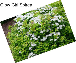 Glow Girl Spirea