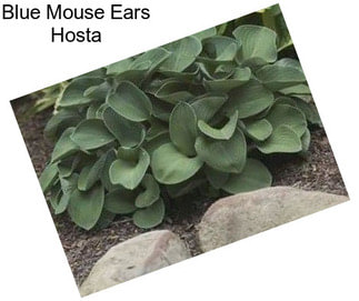 Blue Mouse Ears Hosta